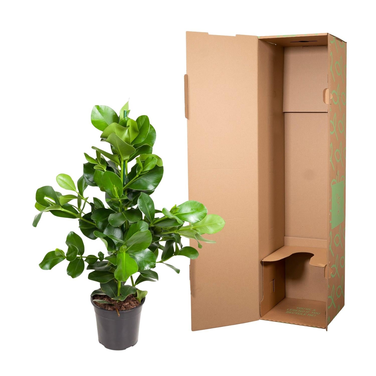 Clusia rosea 110 cm | Balsamapfel im Ø24 cm Topf – Moderne &amp; Pflegeleichte Zimmerpflanze