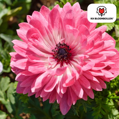 Anemonen doppelt – 30 Stück | Gefüllte Frühlingsblumen
