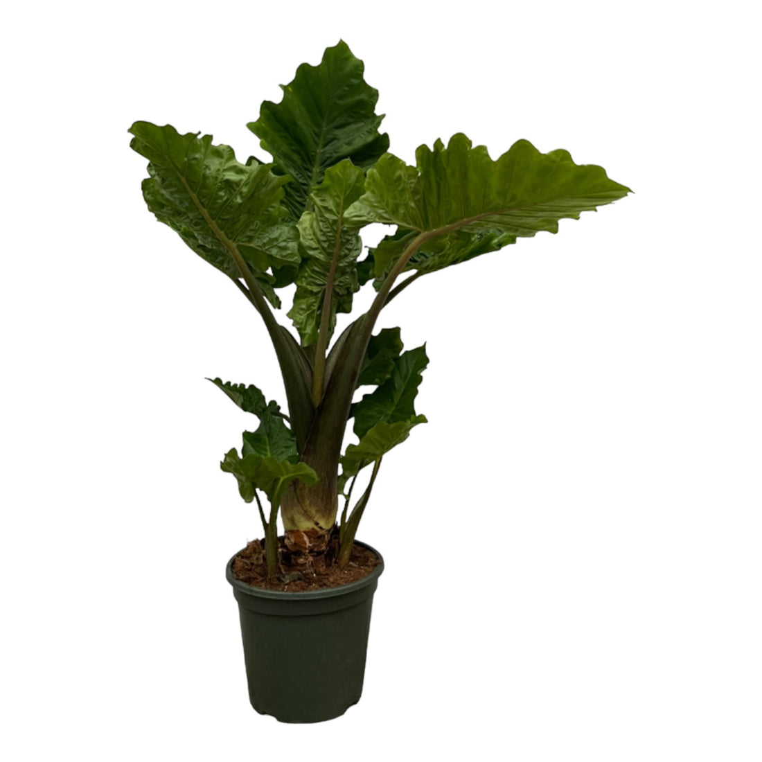 Alocasia Low Rider 75 cm – Kompakte Elefantenohr-Pflanze