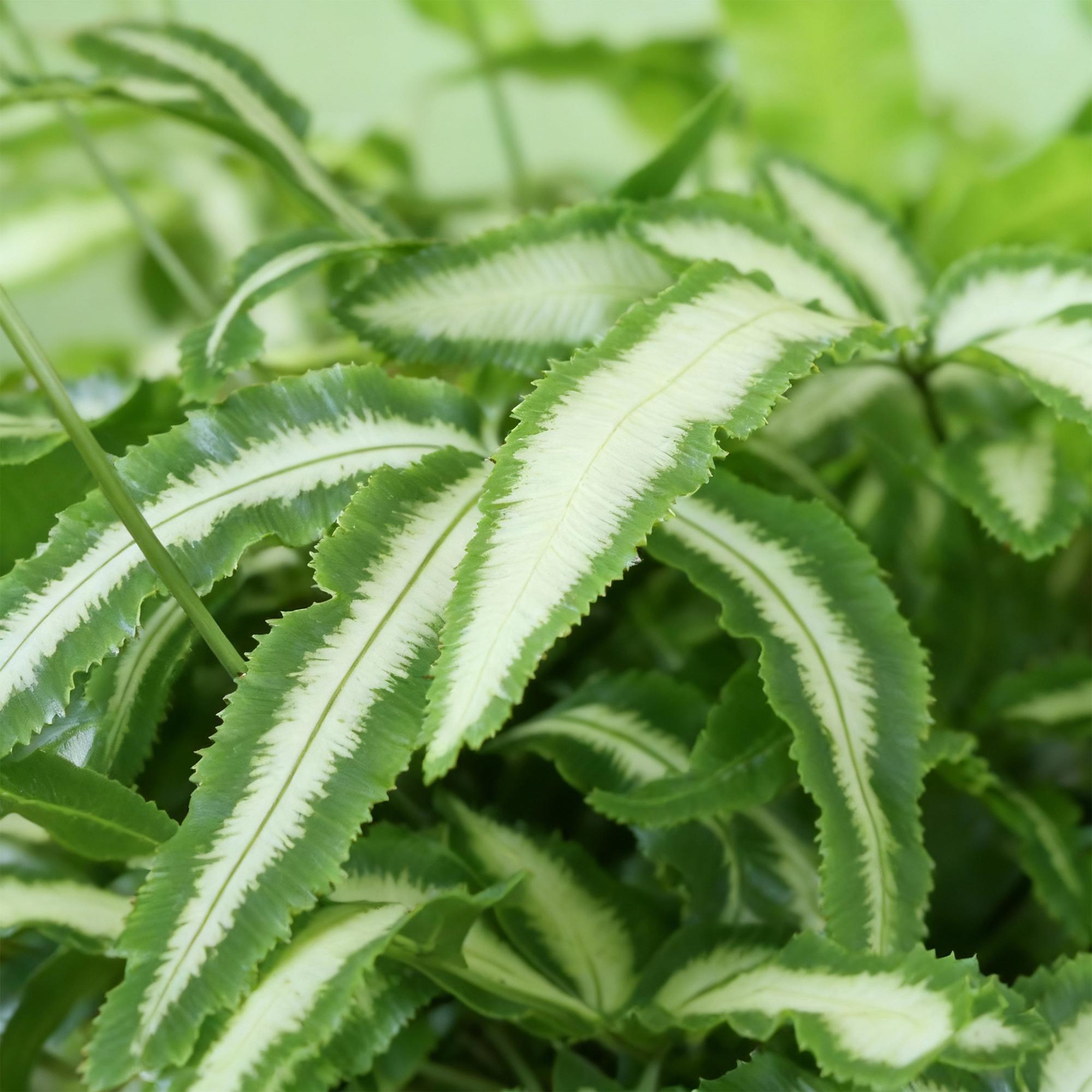 Pteris cretica Albolineata - Schwertfarn - 1 Pflanze - Topf 12cm - Höhe 20cm