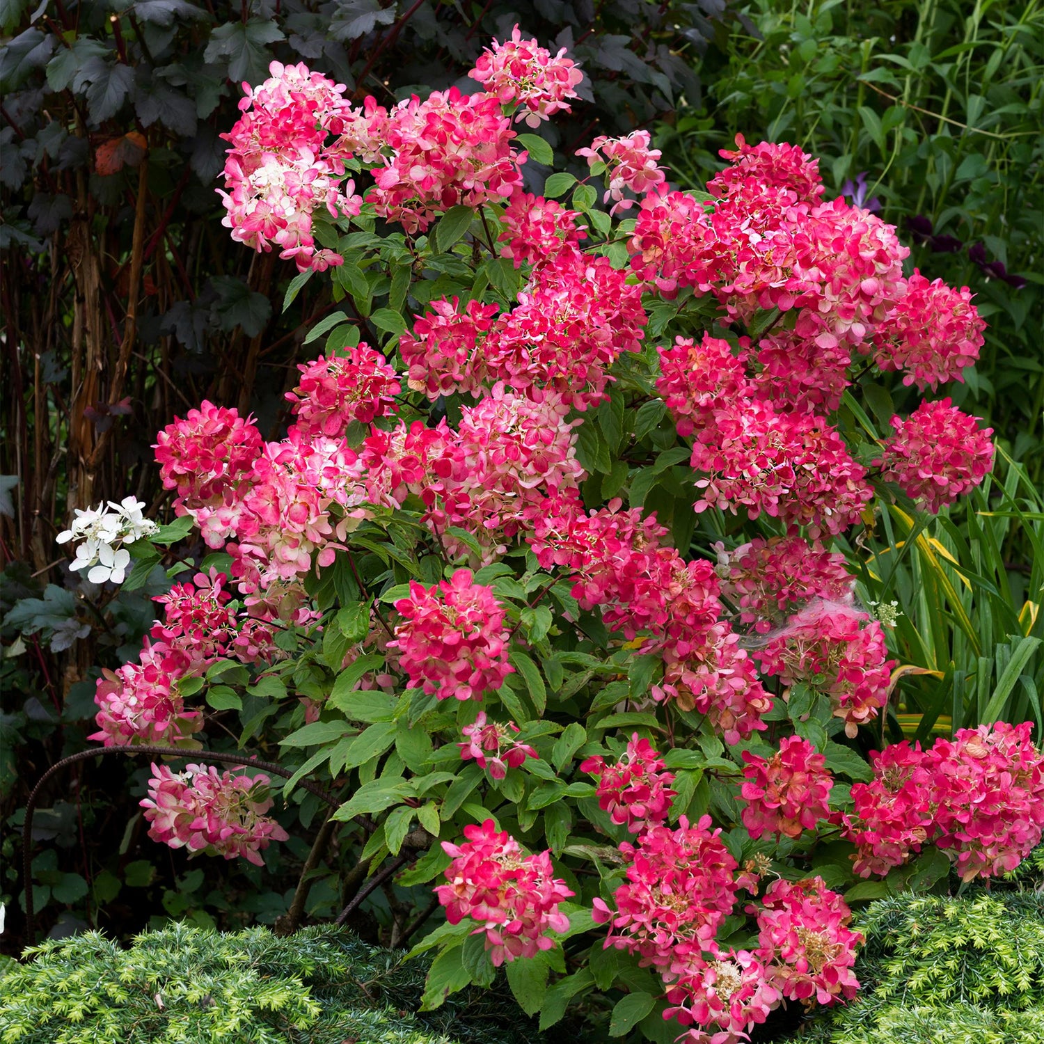 Rispenhortensie - Hydrangea panniculata Pink Diamond - Blüte Weiß Rosa - 1 Pflanze - Laubabwerfend - Große Blüten - Topf 17cm Höhe 50cm