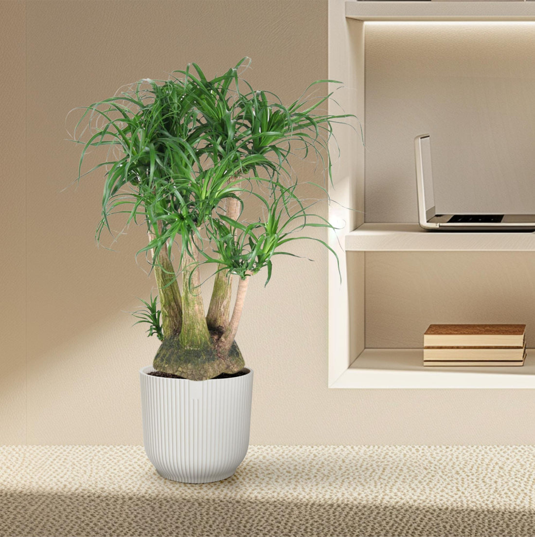 Beaucarnea Elefantenfuß verzweigt 110 cm | Premium-Zimmerpflanze im Ø41 cm Topf – Pflegeleicht &amp; Exotisch