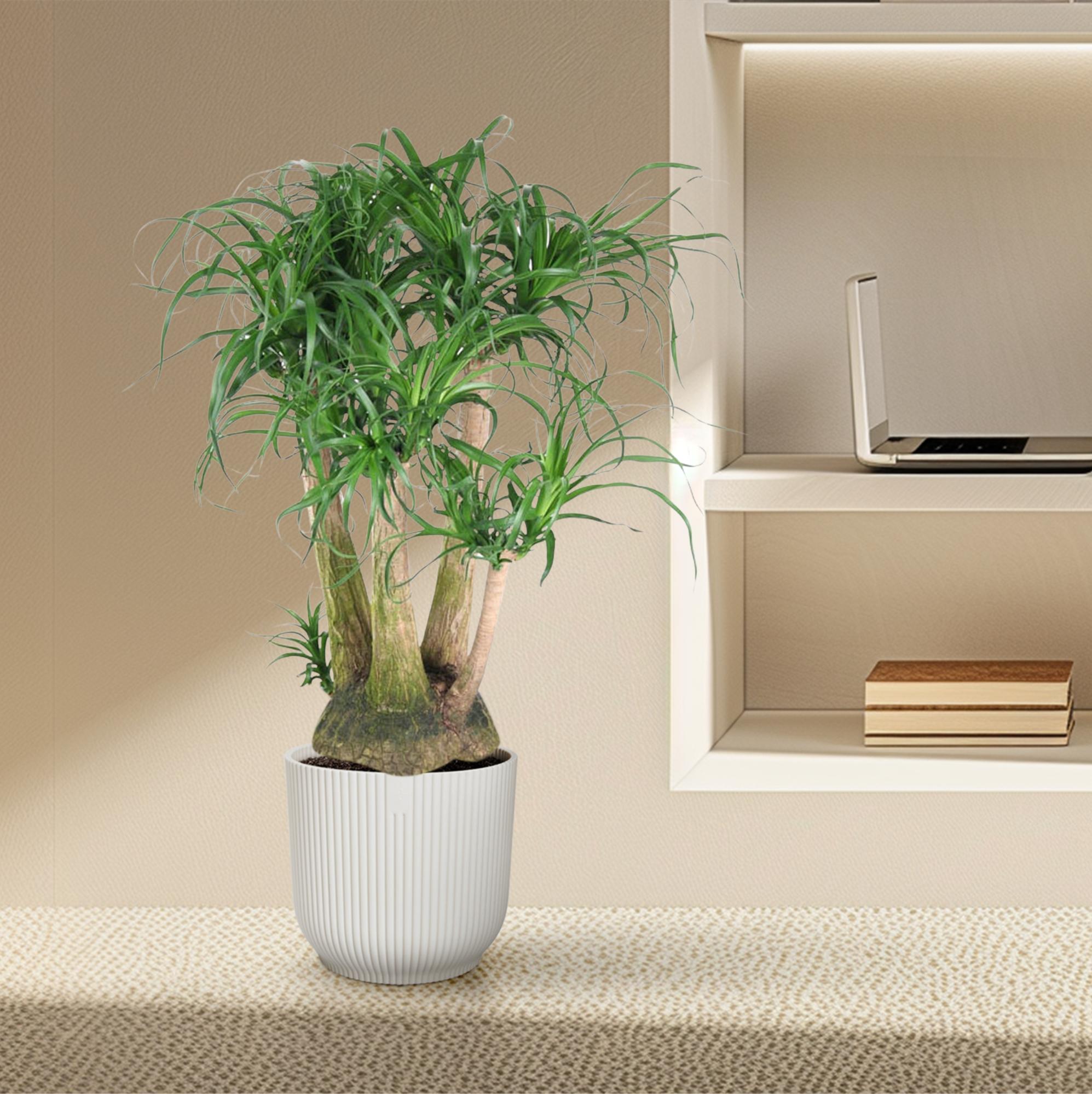 Beaucarnea Elefantenfuß verzweigt 110 cm | Premium-Zimmerpflanze im Ø41 cm Topf – Pflegeleicht &amp; Exotisch