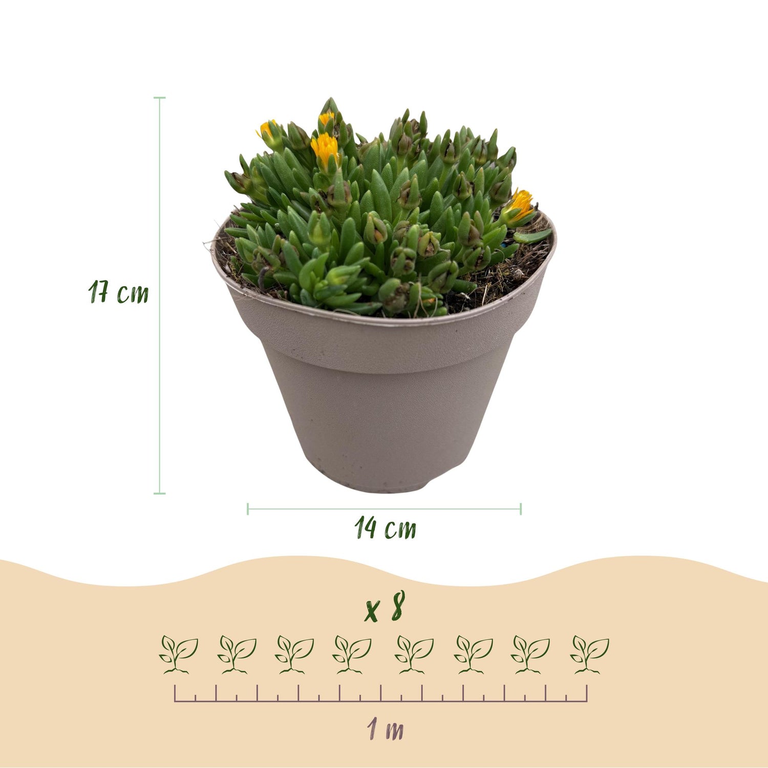 Bodendecker Delosperma | 4 winterharte Pflanzen – Rot, Gelb, Lila &amp; Rosa – Pflegeleicht
