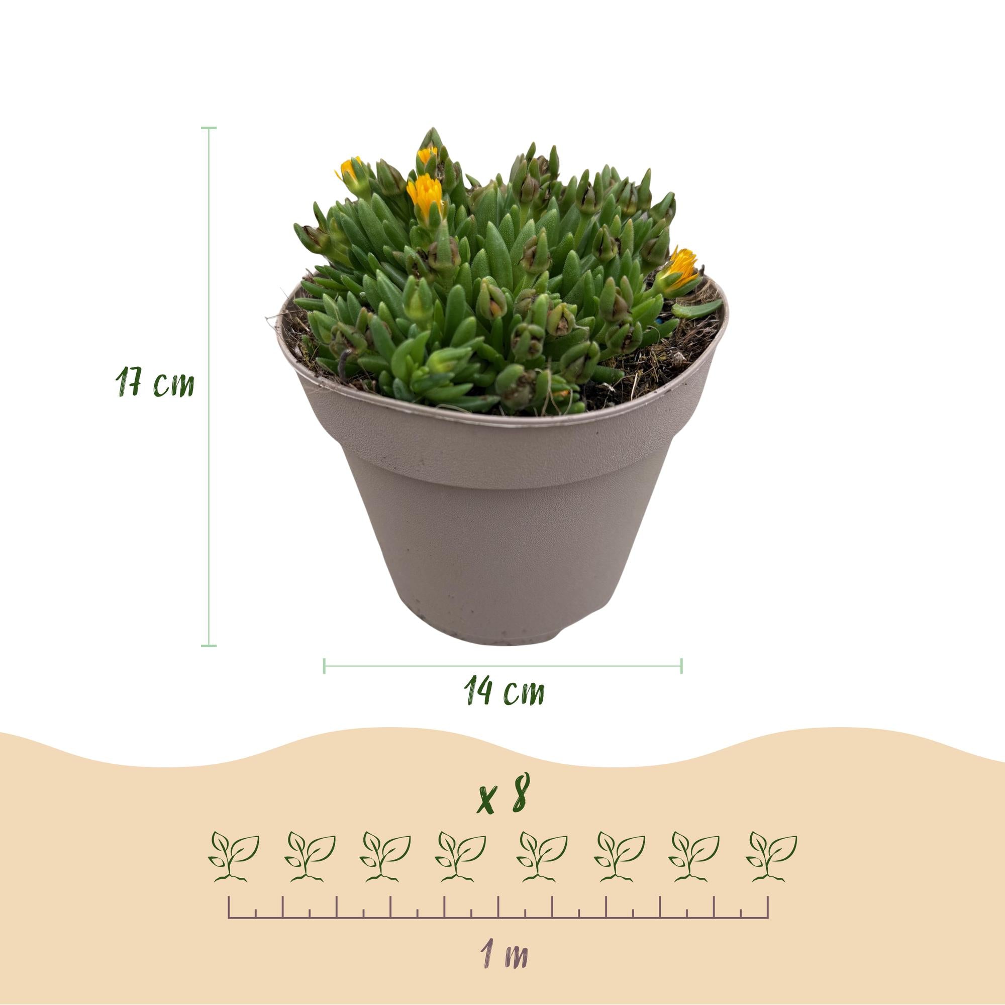 Bodendecker Delosperma | 4 winterharte Pflanzen – Rot, Gelb, Lila &amp; Rosa – Pflegeleicht