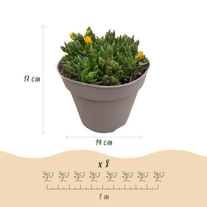 Bodendecker Delosperma | 4 winterharte Pflanzen – Rot, Gelb, Lila &amp; Rosa – Pflegeleicht