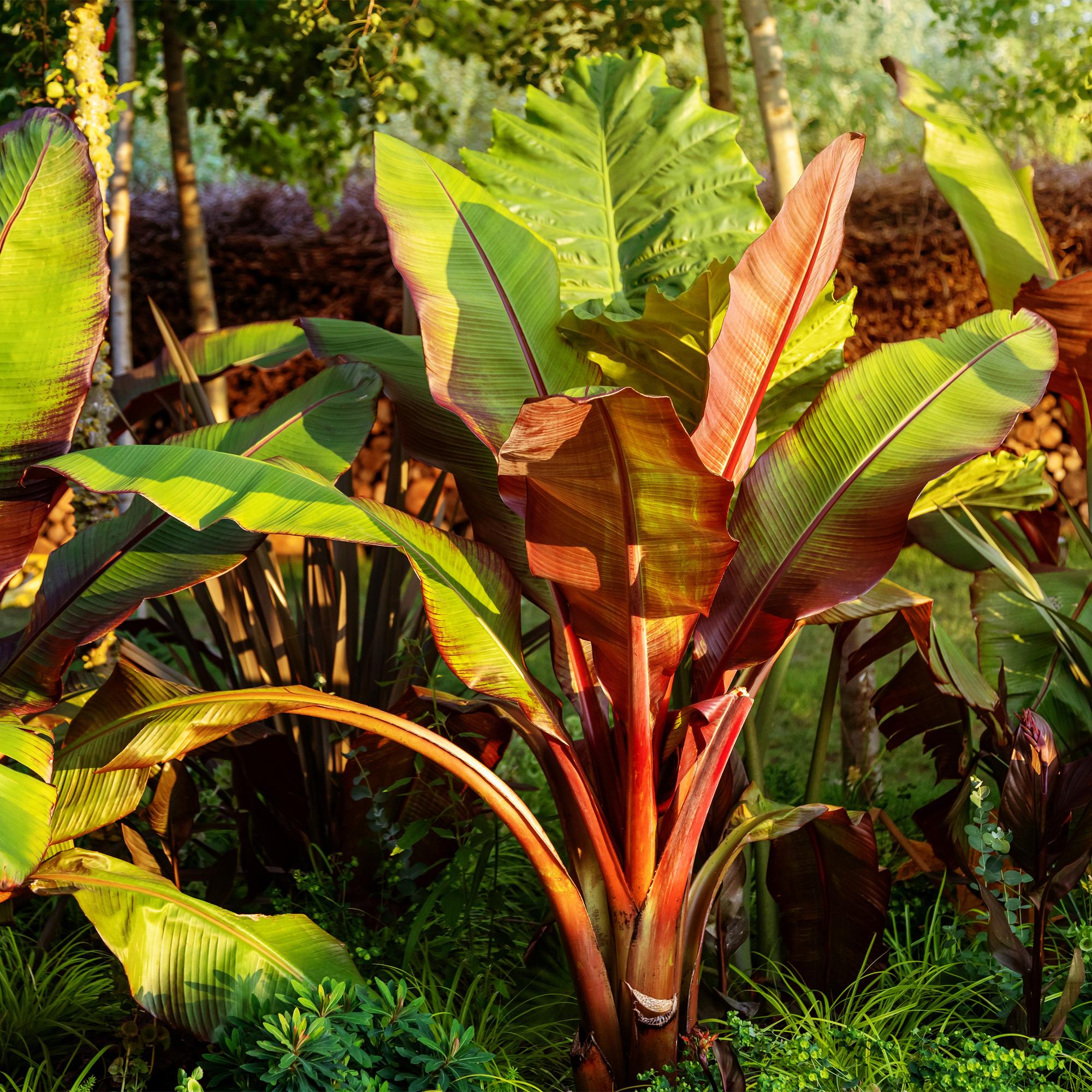 Obstpflanze - Bananenpflanze - Ensete ventricosum Maurelli - Winterhart - 4 Pflanzen - Topf 17cm Höhe 40cm