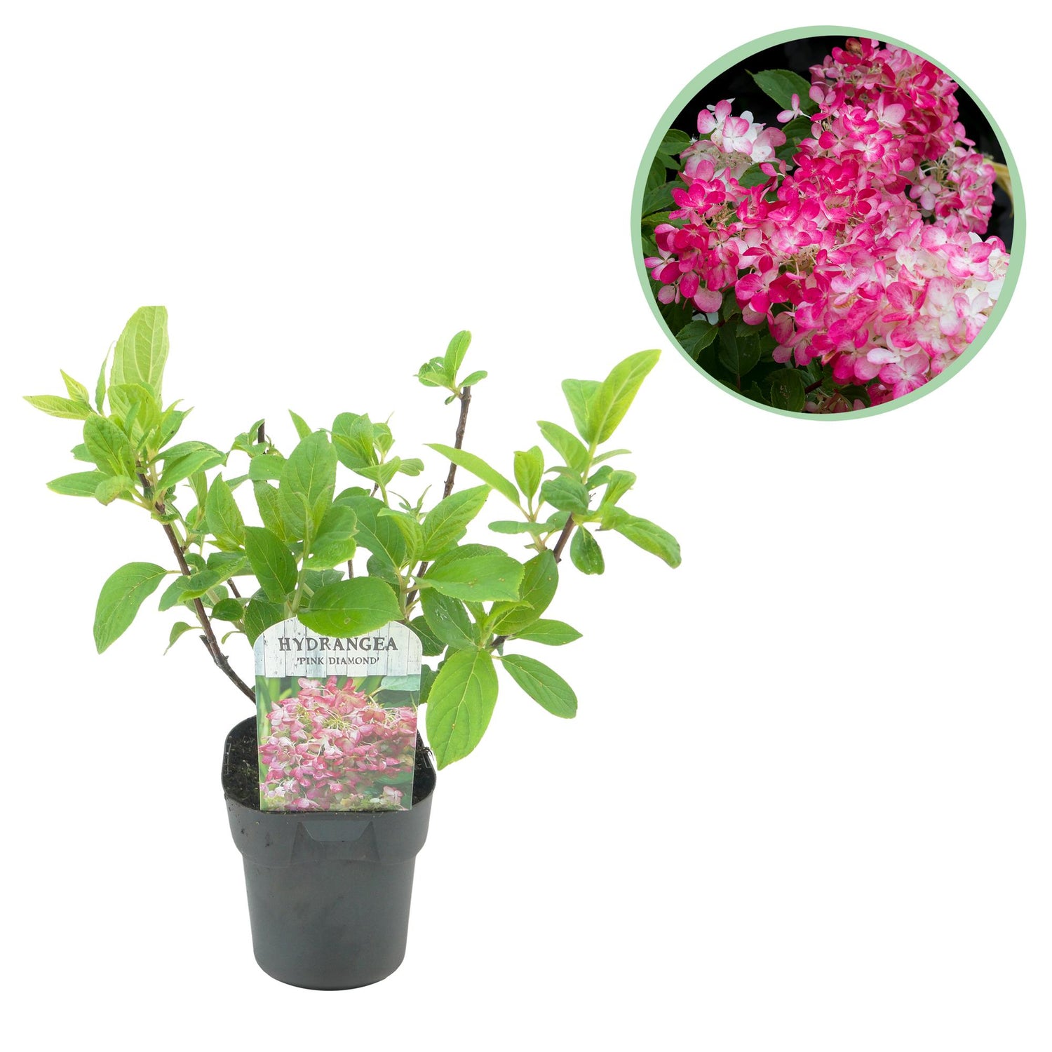 Rispenhortensie - Hydrangea panniculata Pink Diamond - Blüte Weiß Rosa - 1 Pflanze - Laubabwerfend - Große Blüten - Topf 17cm Höhe 50cm