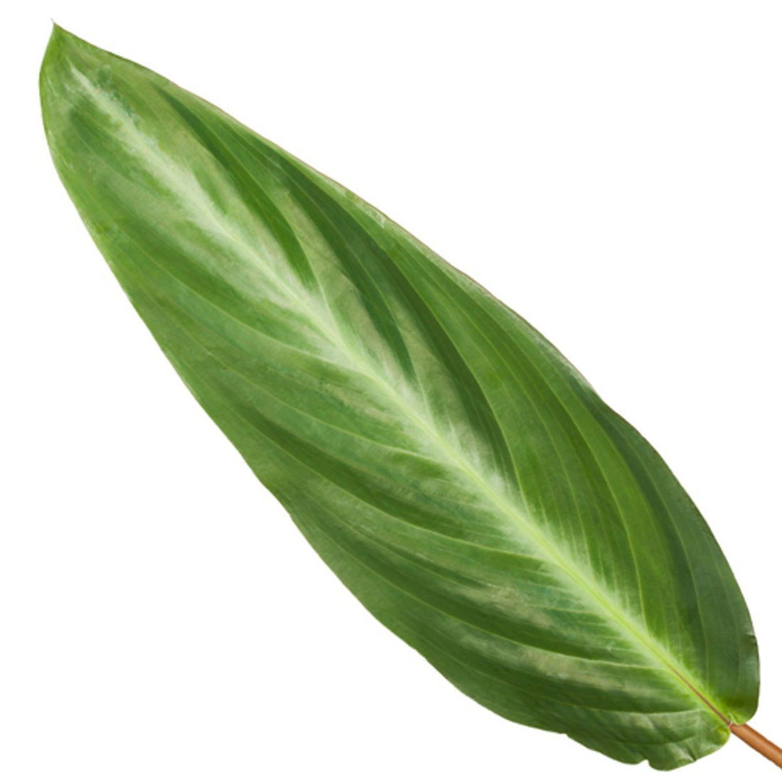 Calathea Stripestar 40 cm | Korbmarante im Ø12 cm Topf – Immergrün &amp; Haustierfreundlich