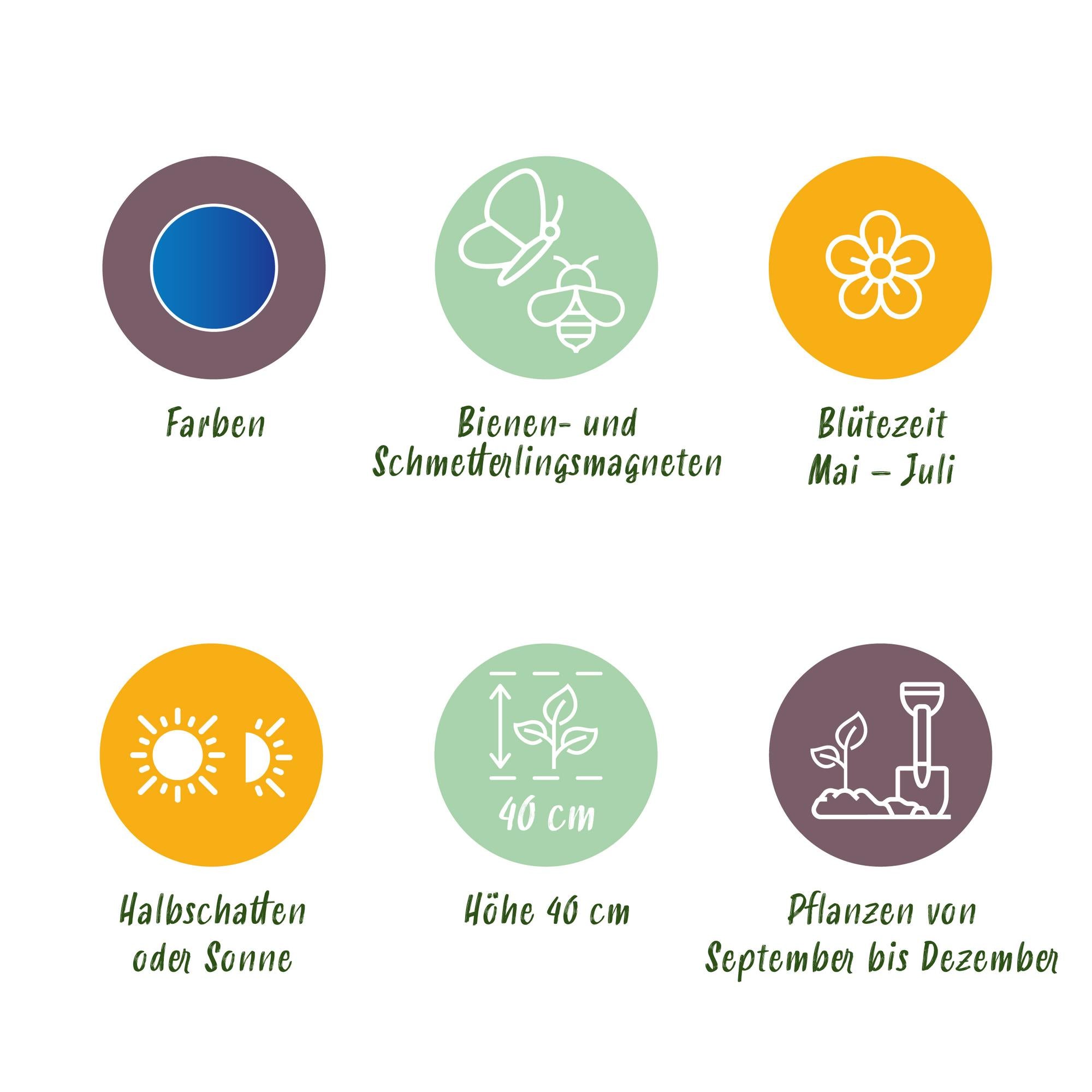 Blumenzwiebeln Allium Caeruleum | 40 Stück Blau – Zwiebelgröße 4/5 – XXL Pack