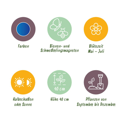 Blumenzwiebeln Allium Caeruleum | 40 Stück Blau – Zwiebelgröße 4/5 – XXL Pack