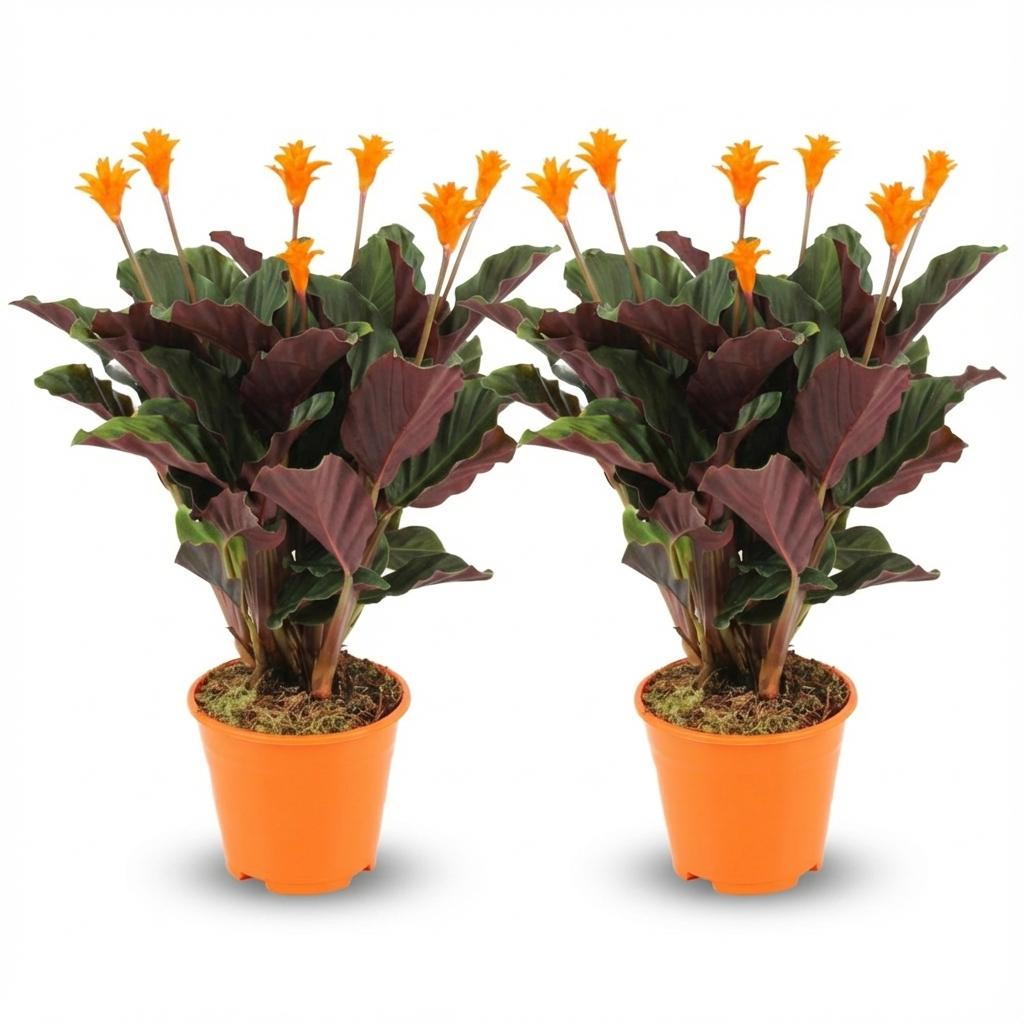 Calathea Crocata - 2 Stück - Ø 14 cm - Höhe: 40 - 45cm