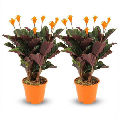 Calathea Crocata - 2 Stück - Ø 14 cm - Höhe: 40 - 45cm