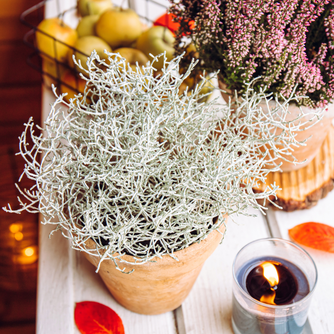 6x Calocephalus (Silberstrauch) – 10 cm Ø – 15 cm ↕