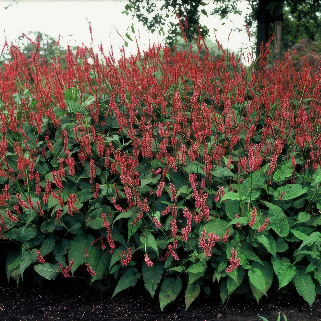Persicaria amplexicaulis – 24 Pflanzen Ø 9 cm ↕ 10–25 cm – Kerzenknöterich | Blütenstarke Staude für Sonne &amp; Halbschatten