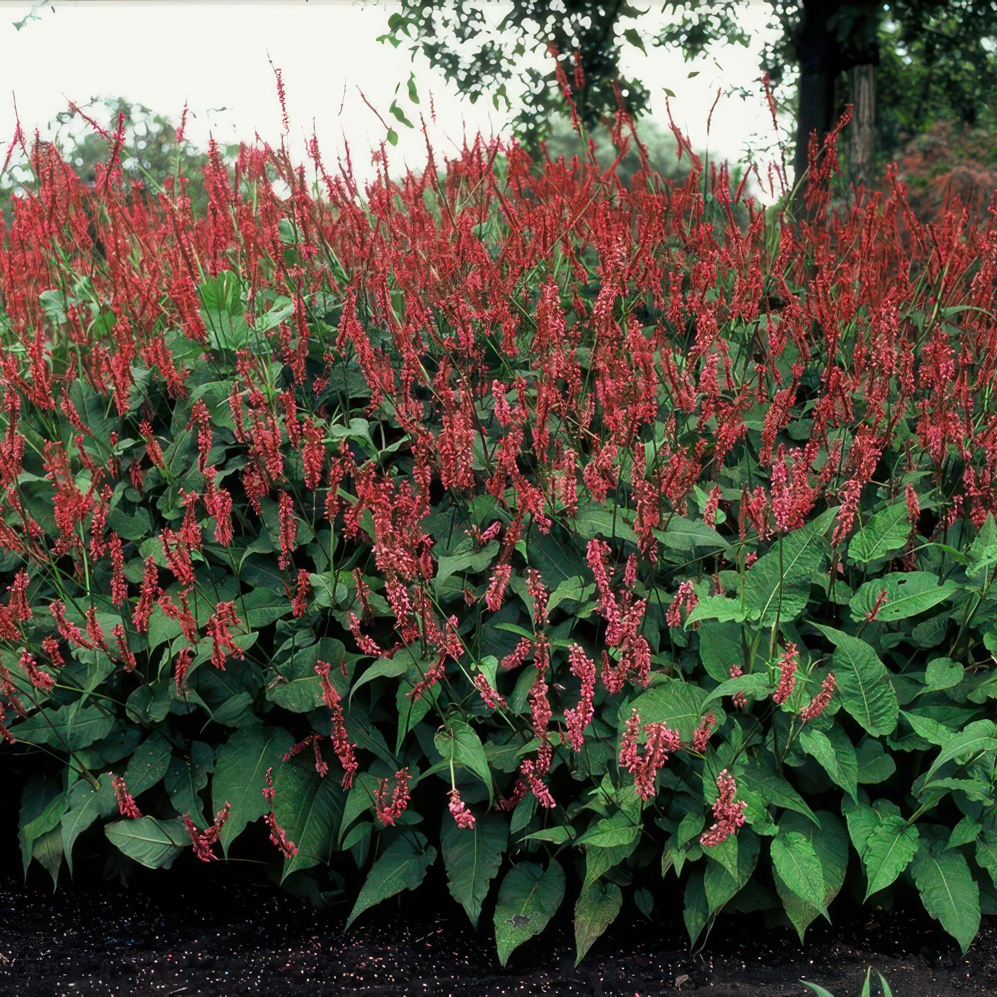 Persicaria amplexicaulis – 24 Pflanzen Ø 9 cm ↕ 10–25 cm – Kerzenknöterich | Blütenstarke Staude für Sonne &amp; Halbschatten