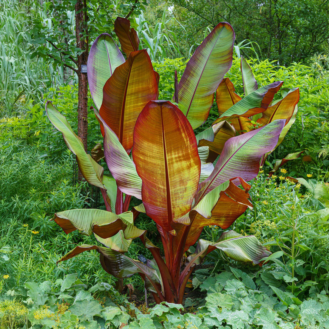 Obstpflanze - Bananenpflanze - Ensete ventricosum Maurelli - Winterhart - 6 Pflanzen - Topf 17cm Höhe 40cm