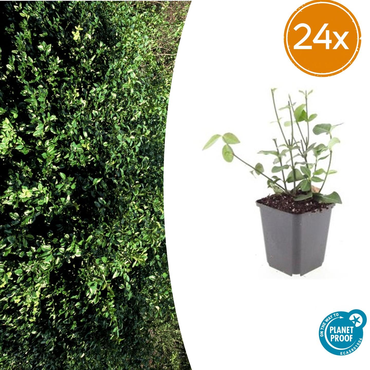 24x Euonymus fort. &