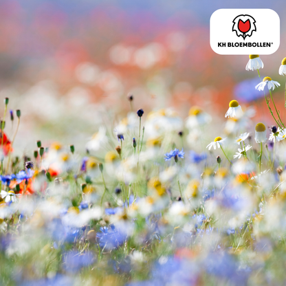 Wildblumensamenmischung – 100 g | Bienenfreundlich &amp; heimisch