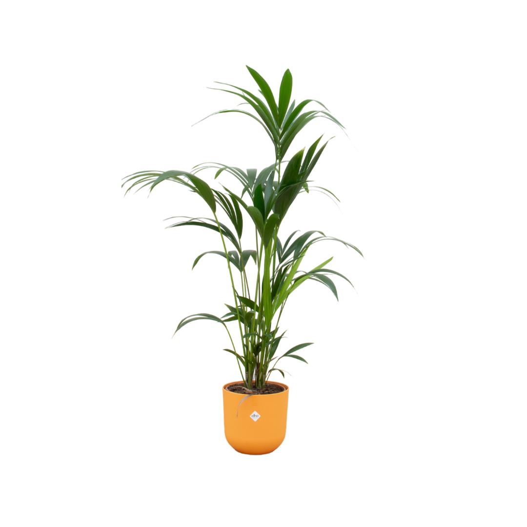 Kentia-Palme 160cm mit Topf – Elegante Zimmerpalme für stilvolles Grün