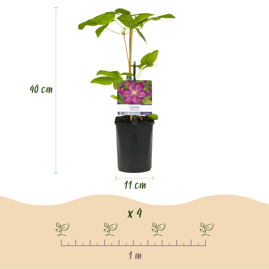 Kletterpflanze - Clematis Ville de Lyon - Blüte Rosa - Wenig Pflege - 2 Pflanzen - Topf 11cm Höhe 40cm