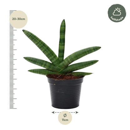 Sansevieria ‘Skyline’ – 25 cm kompakte Design‑Pflanze