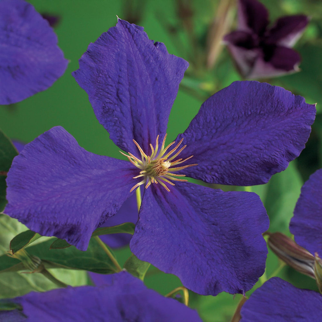 Clematis Jackmanii - Blüte Blau - Wenig Pflege - 2 Pflanzen - Topf 11cm Höhe 40cm