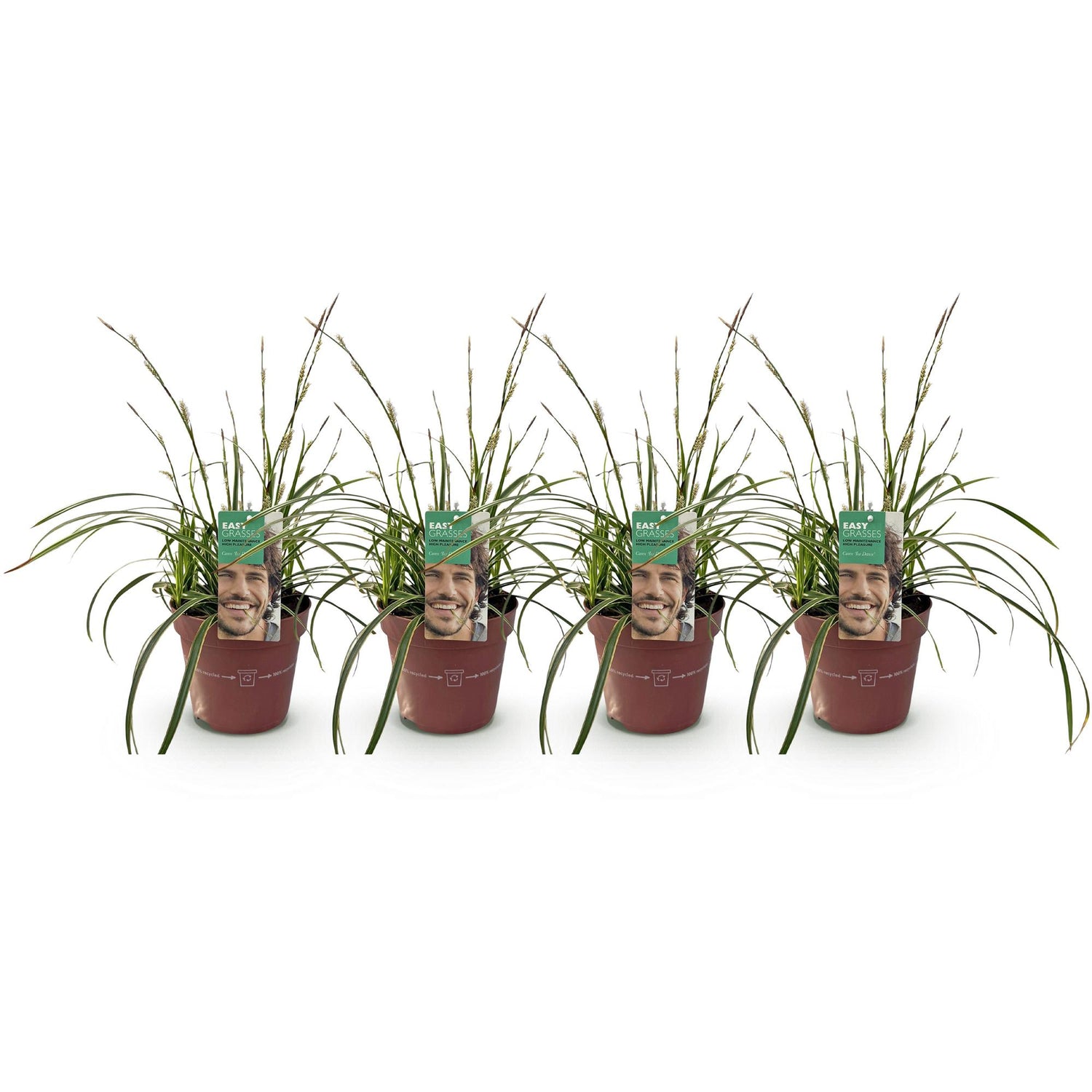 Carex morrowii &