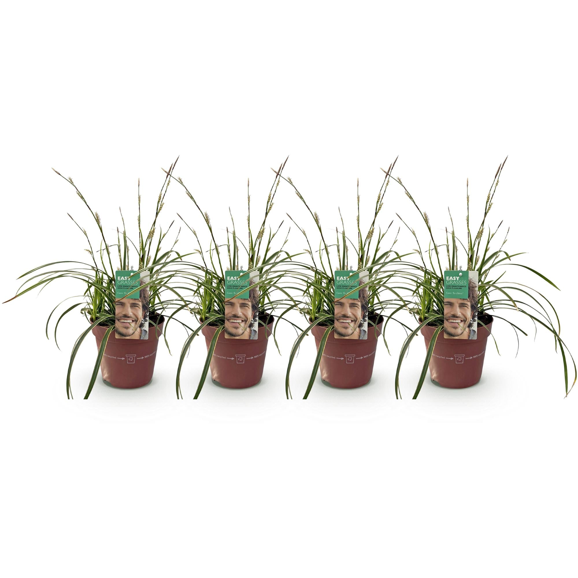 Carex morrowii &