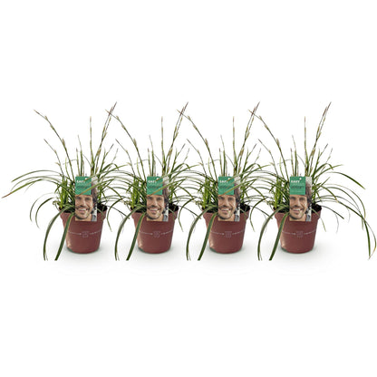 Carex morrowii &