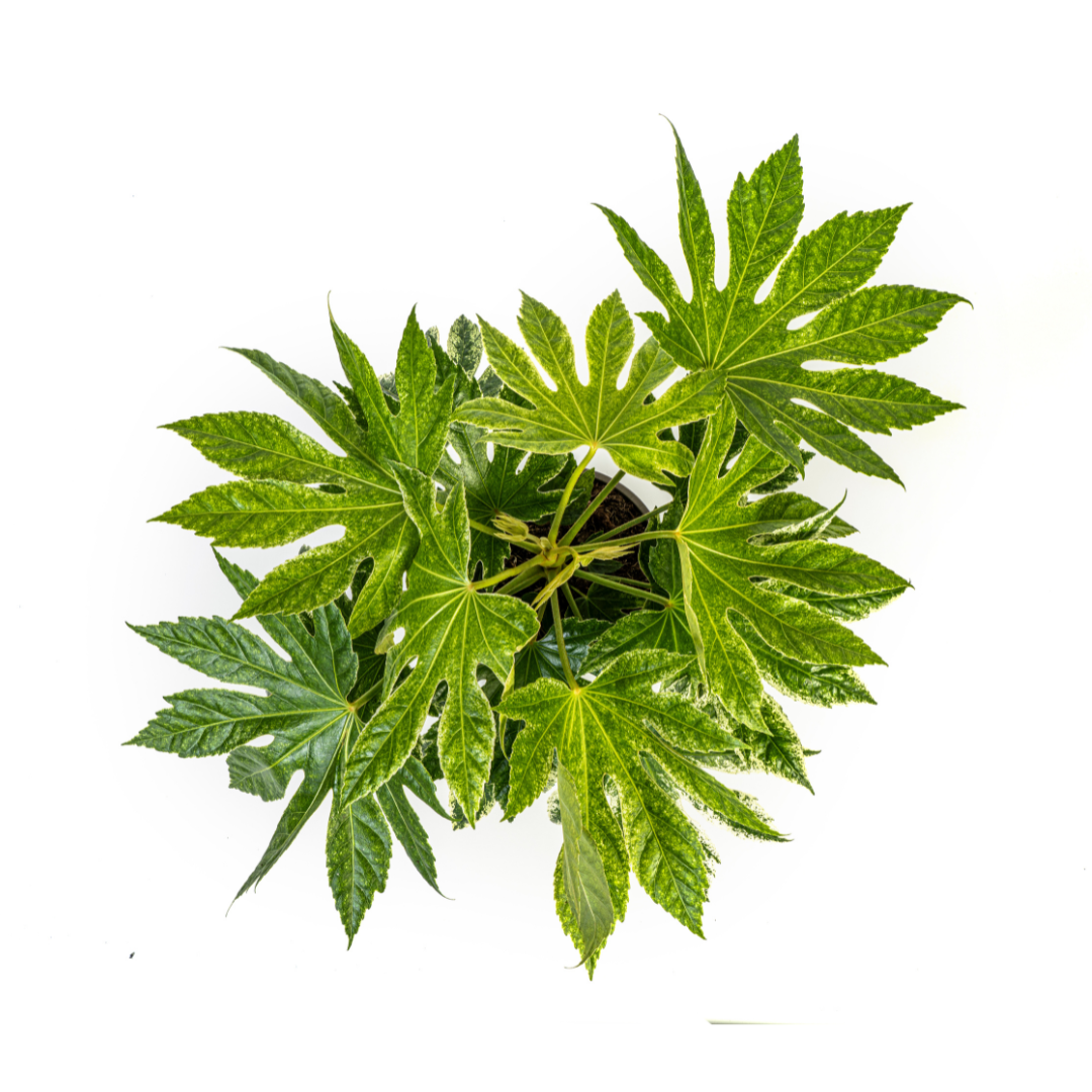 Fatsia japonica ‘Spider’s Web’ 40–50 cm | Japanische Aralie im Ø19 cm Topf – Immergrün &amp; Exklusiv