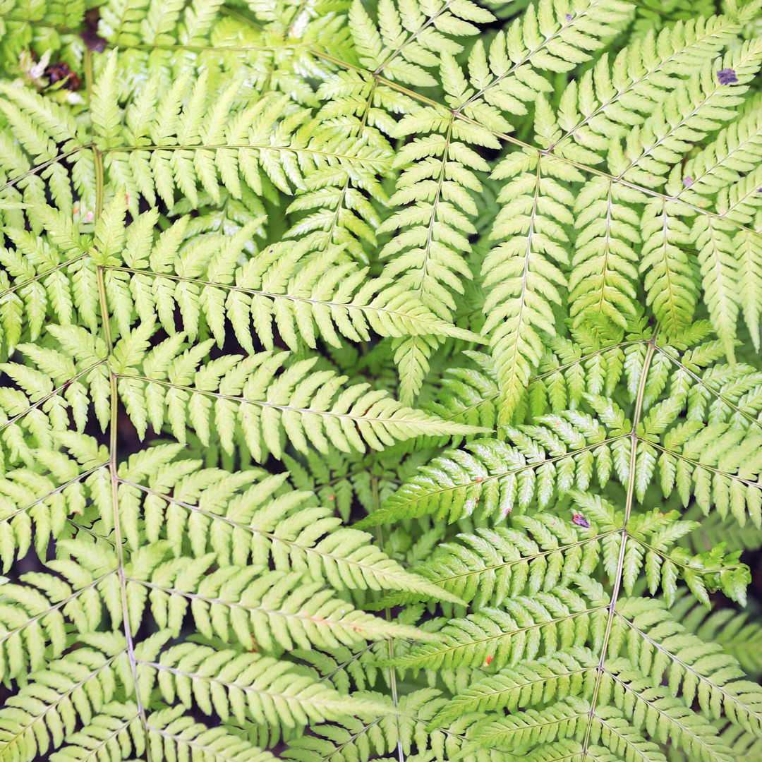 6x Dryopteris filix-mas - ↕10-25cm - Ø9cm