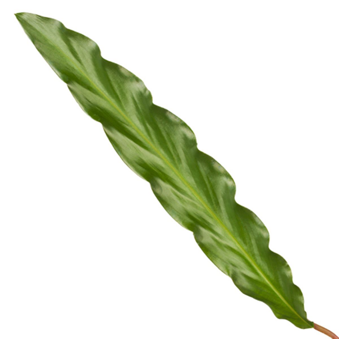 Calathea Elgergrass 35 cm | Korbmarante im Ø12 cm Topf – Immergrün &amp; Haustierfreundlich