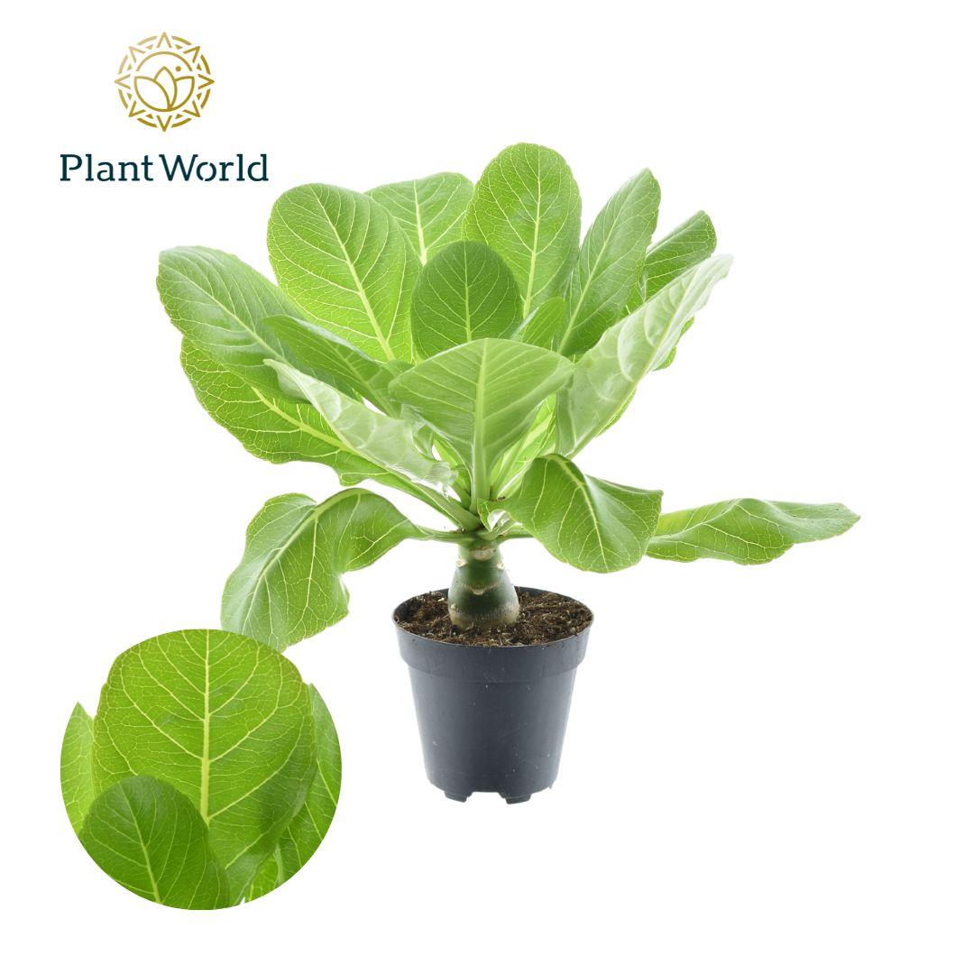 Brighamia Insignis &