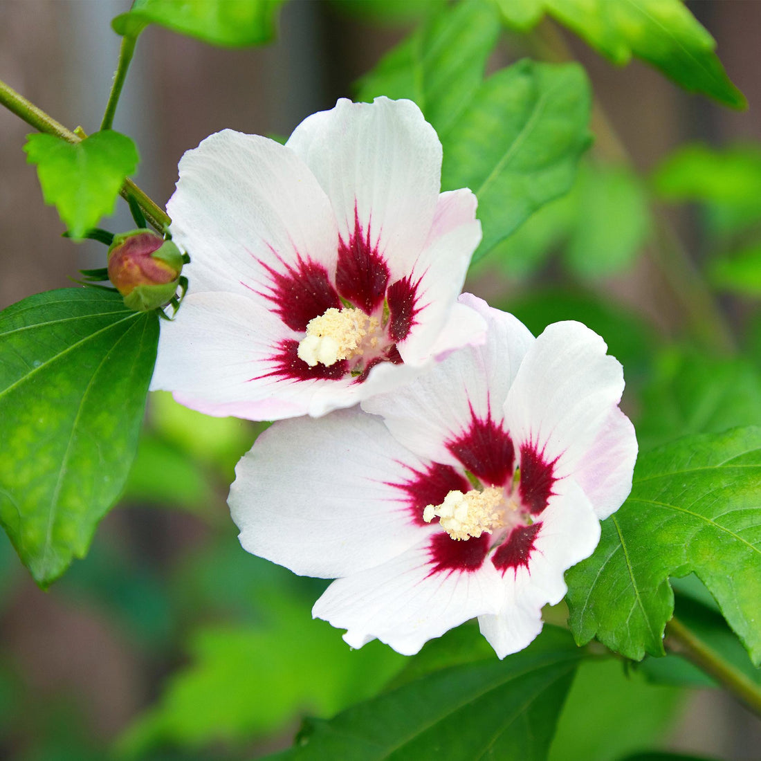 Hibiscus syriacus Hamabo - Blüte Hellrosa - 1 Pflanze - Laubabwerfend - Wenig Pflege - Topf 17cm Höhe 45cm