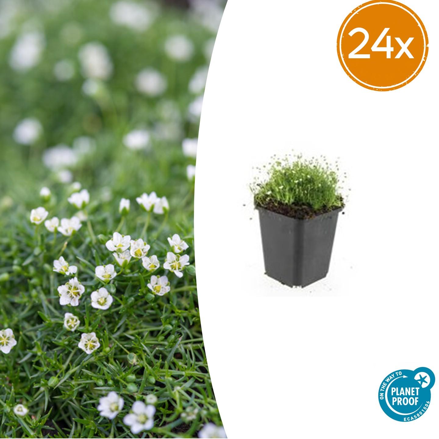 Sagina subulata – 24 Pflanzen Ø 9 cm ↕ 10–25 cm – Immergrüner, trittfester Moos-Bodendecker für sonnige &amp; halbschattige Lagen