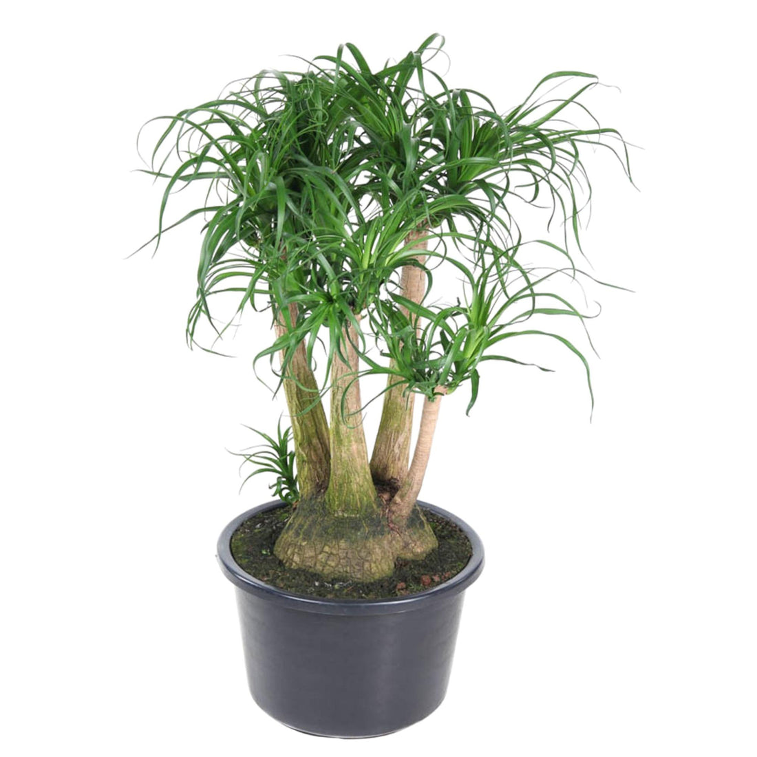 Beaucarnea Elefantenfuß verzweigt 110 cm | Premium-Zimmerpflanze im Ø41 cm Topf – Pflegeleicht &amp; Exotisch