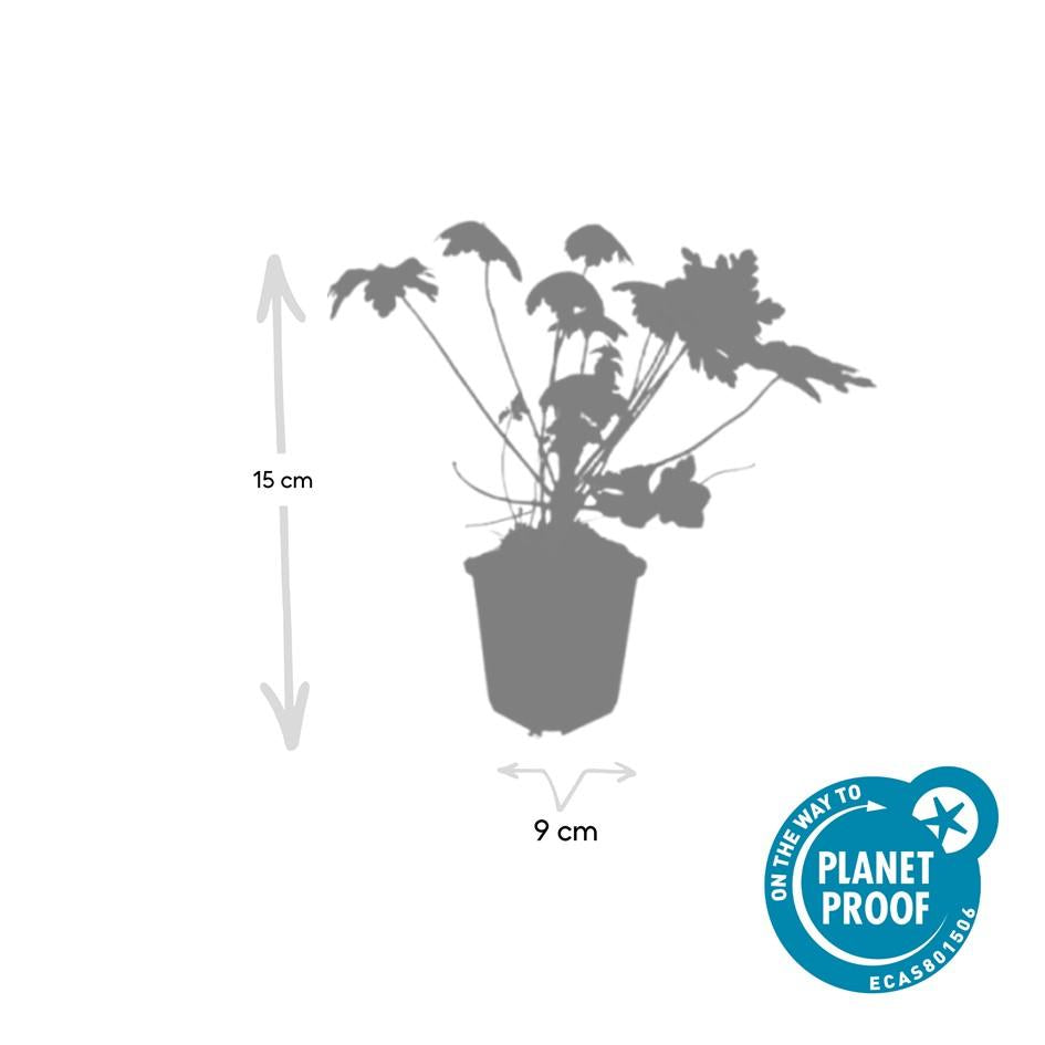 24x Geranium macr. &