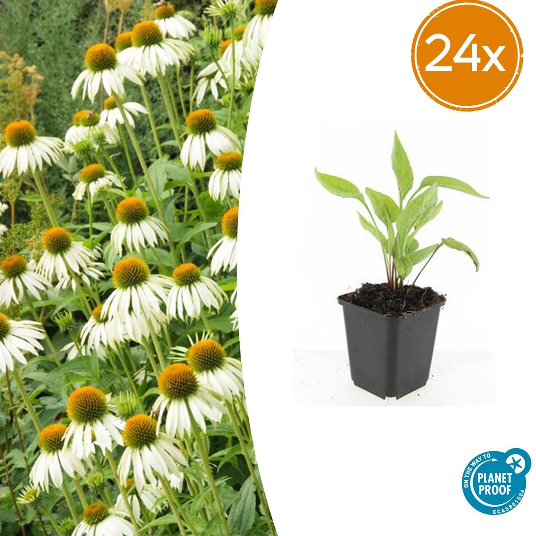 24x Echinacea p. &