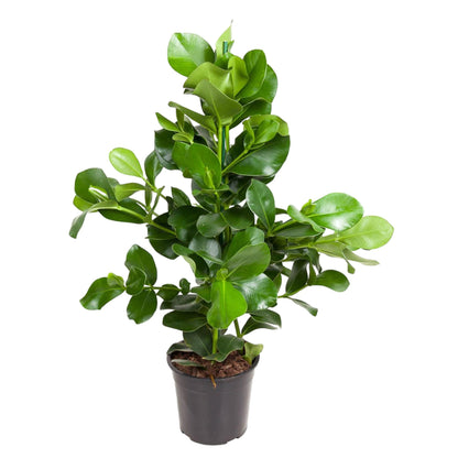 Clusia rosea 110 cm | Balsamapfel im Ø24 cm Topf – Moderne &amp; Pflegeleichte Zimmerpflanze