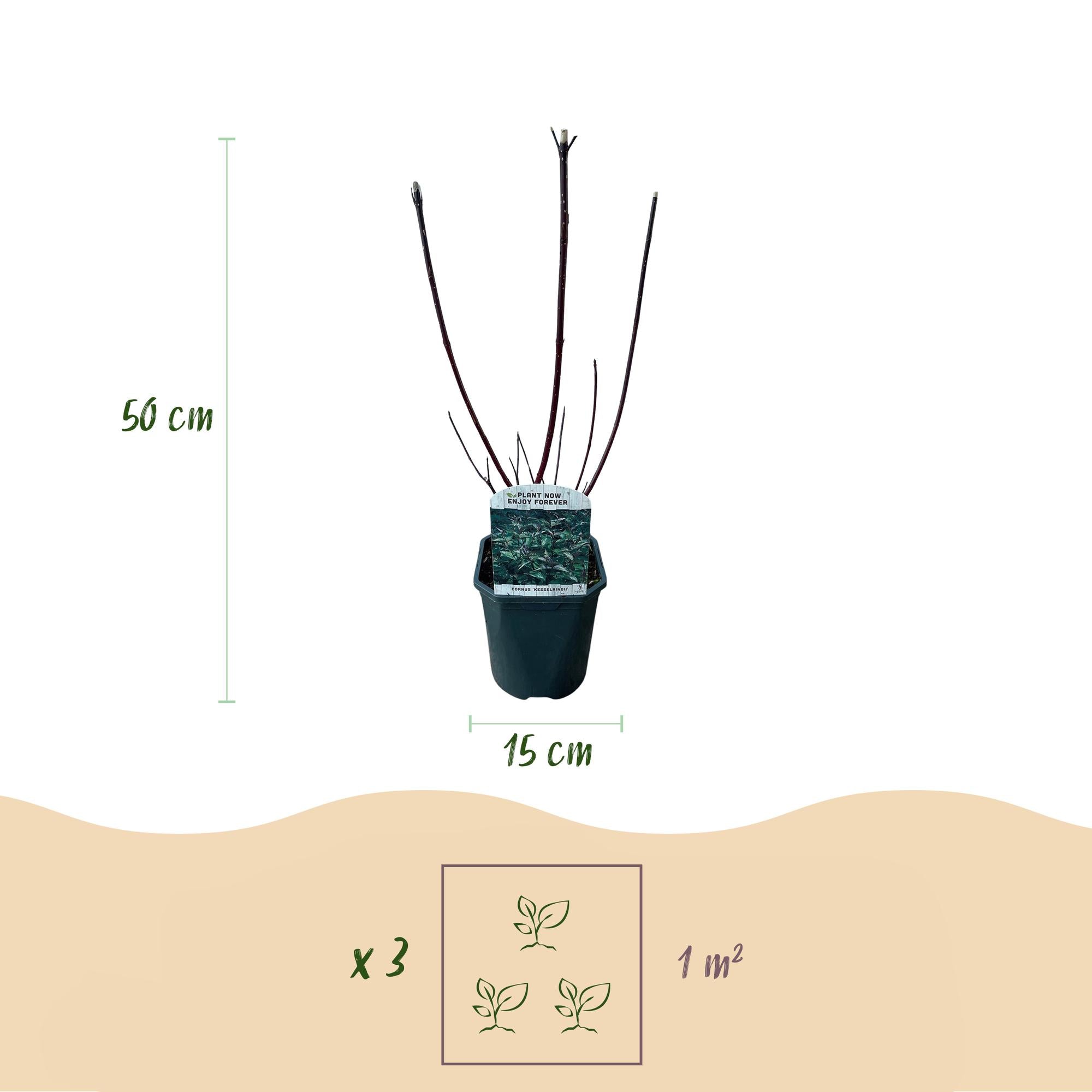 Cornus alba Kesselringii - Violette Zweige - 1 Pflanze - Laubabwerfend - Wenig Pflege - Topf 17cm Höhe 45cm