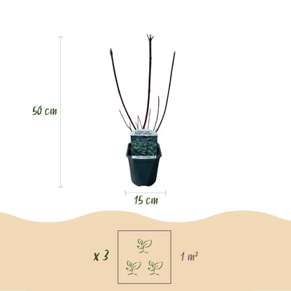 Cornus alba Kesselringii - Violette Zweige - 1 Pflanze - Laubabwerfend - Wenig Pflege - Topf 17cm Höhe 45cm