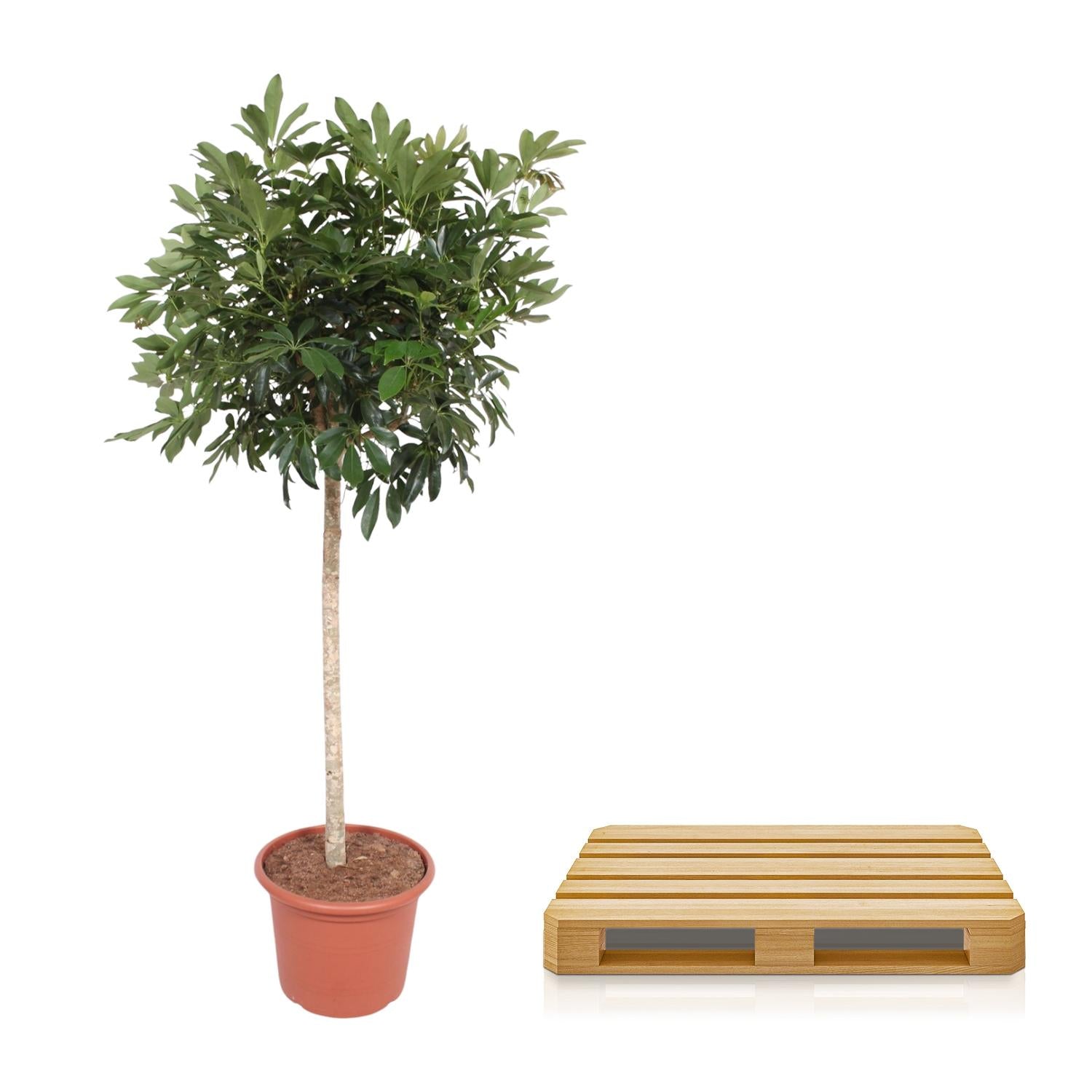 Schefflera Arboricola Compacta - 190 cm - ø45
