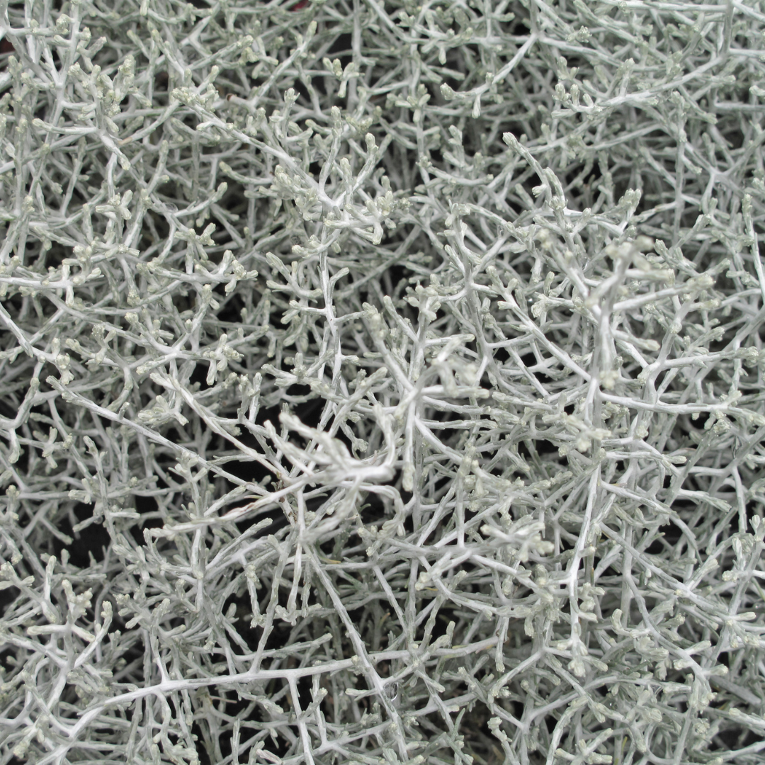 6x Calocephalus (Silberstrauch) – 10 cm Ø – 15 cm ↕