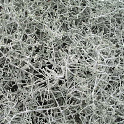 6x Calocephalus (Silberstrauch) – 10 cm Ø – 15 cm ↕