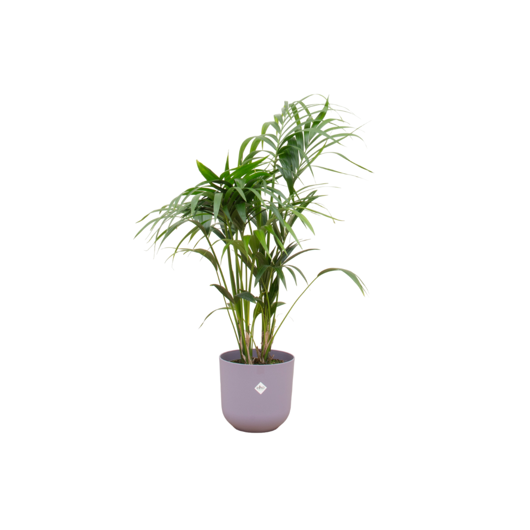 Kentia Palme 130 cm – Elegante Zimmerpalme im Topf