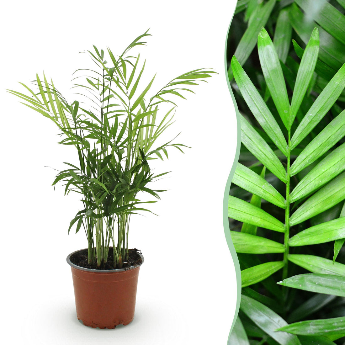 Chamaedorea elegans - Goldpalme - 1 Pflanze - Topf 12cm - Höhe 15cm