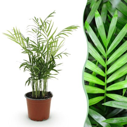 Chamaedorea elegans - Goldpalme - 1 Pflanze - Topf 12cm - Höhe 15cm