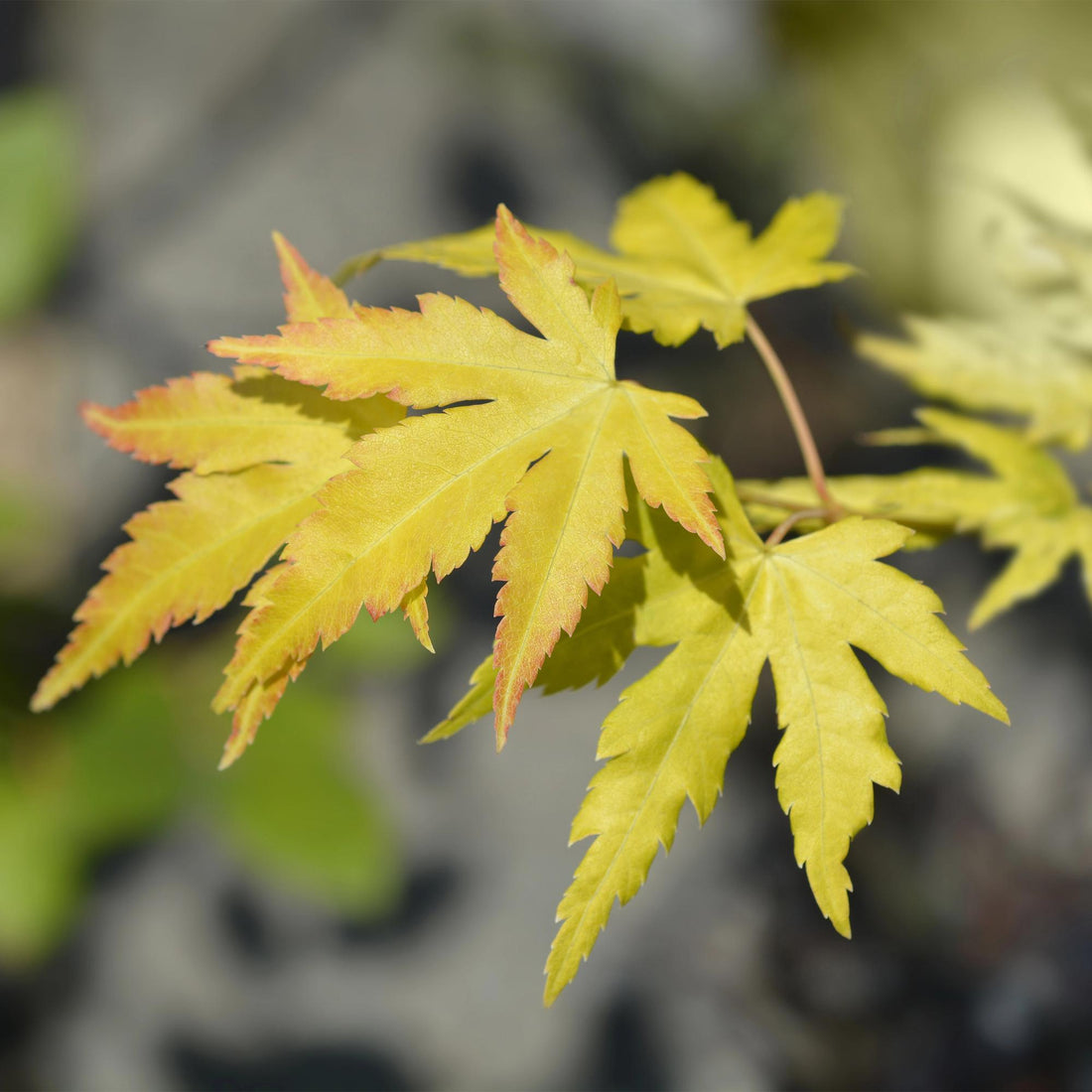 Japanischer Ahorn - Acer palmatum Orange Dream - Orange - 1 Pflanze - Laubabwerfend - Topf 19cm Höhe 70cm