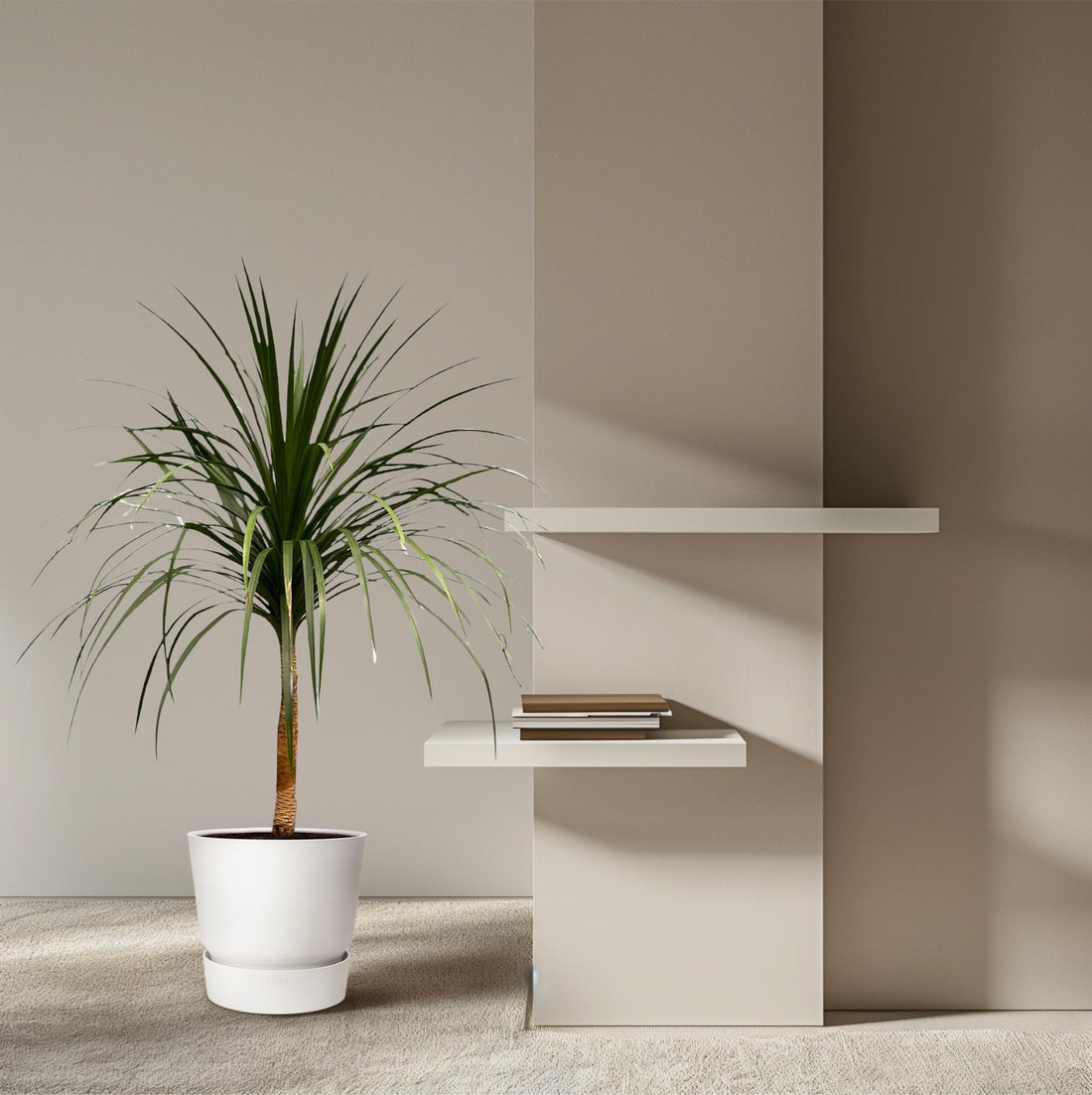 Dracaena draco – Exotischer Drachenbaum für Garten &amp; Haus